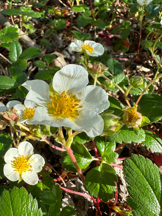 *RETAIL - Fragaria chiloensis ‘Aulon’