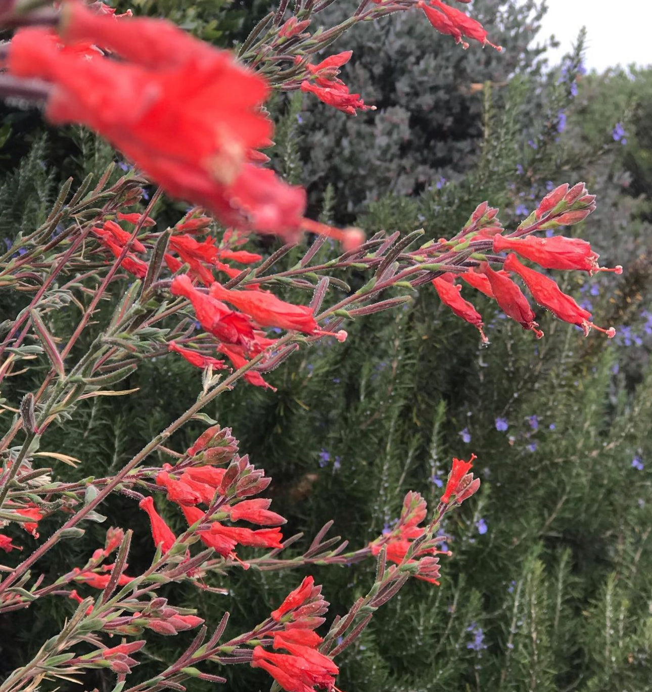 Zauschneria canum 'Catalina'