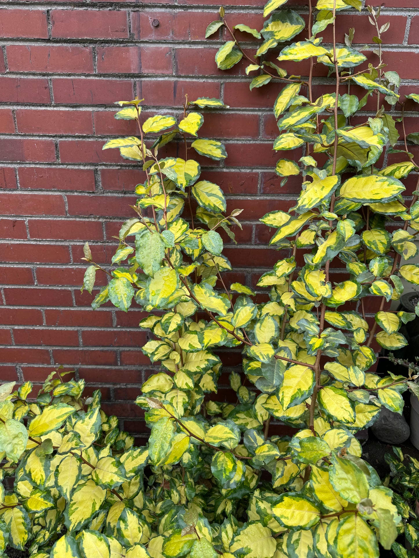 *RETAIL - Elaeagnus pungens 'Clemson Variegated'