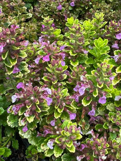 *RETAIL - Teucrium chamaedrys 'Summer Sunshine'