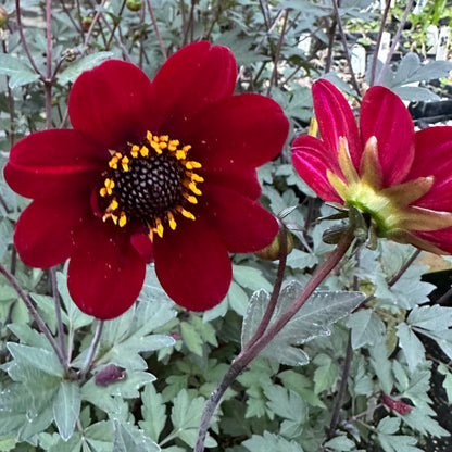 *RETAIL - Dahlia sp. D67-61 - black flowered