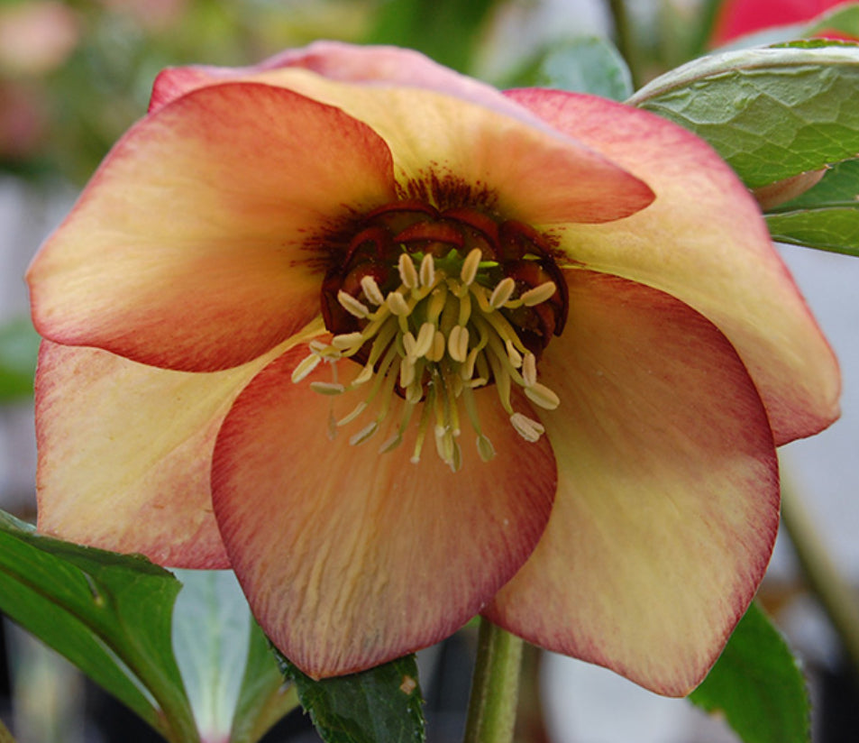 *RETAIL - Helleborus x 'Apricot Blush'