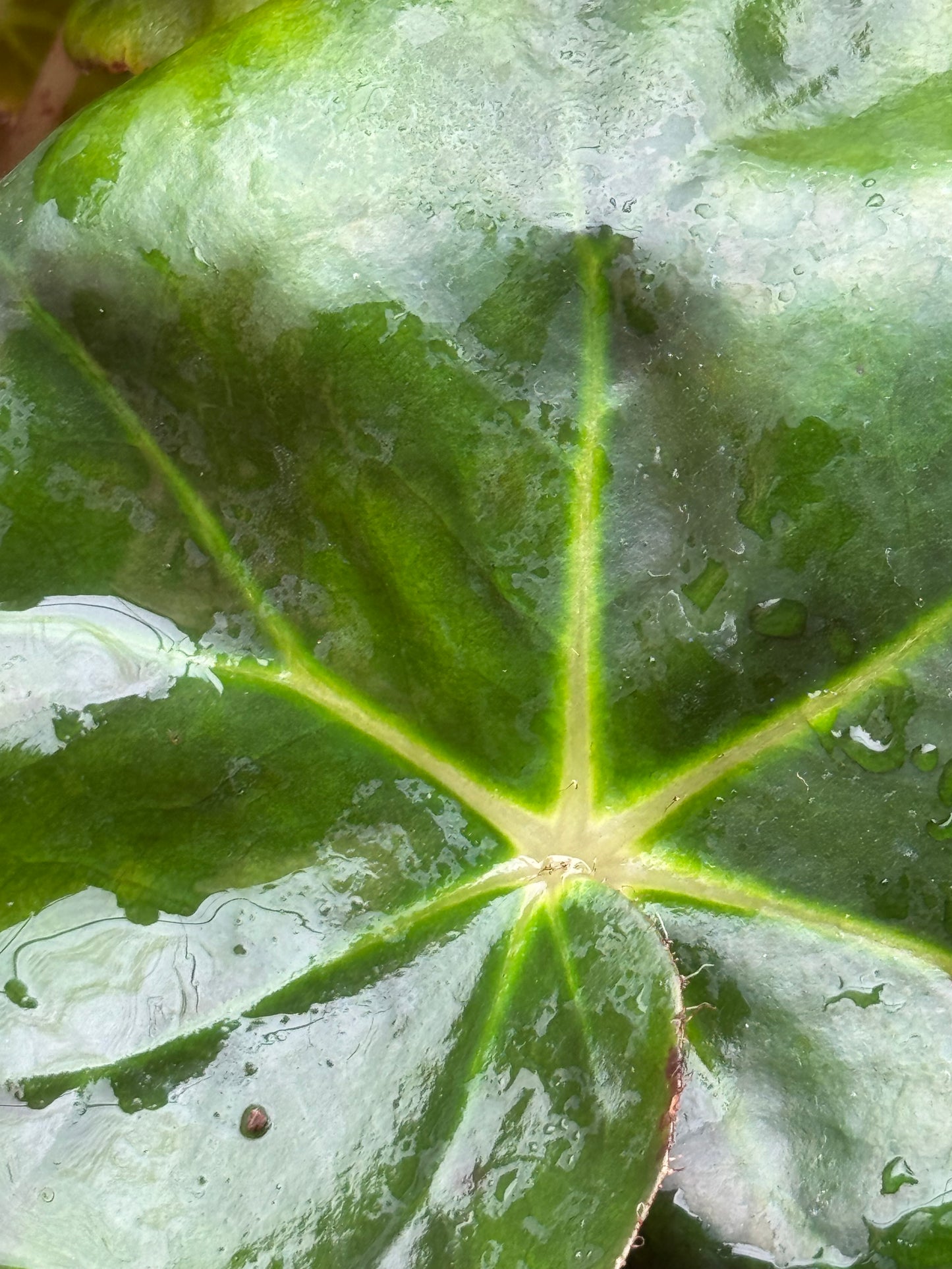 Begonia erythrophylla