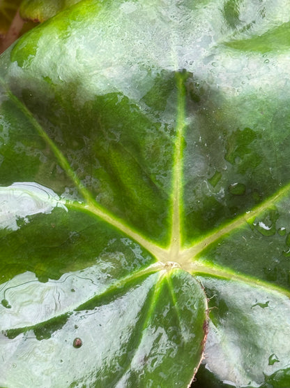 Begonia erythrophylla