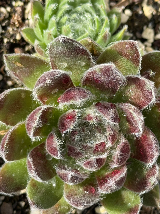 Sempervivum 'Miss Manica'