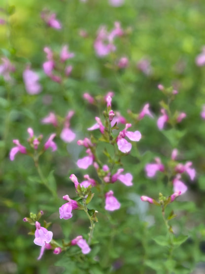 *RETAIL - Salvia greggii 'Playa Rosa'
