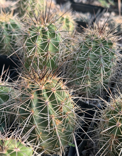 Echinocereus coccineus