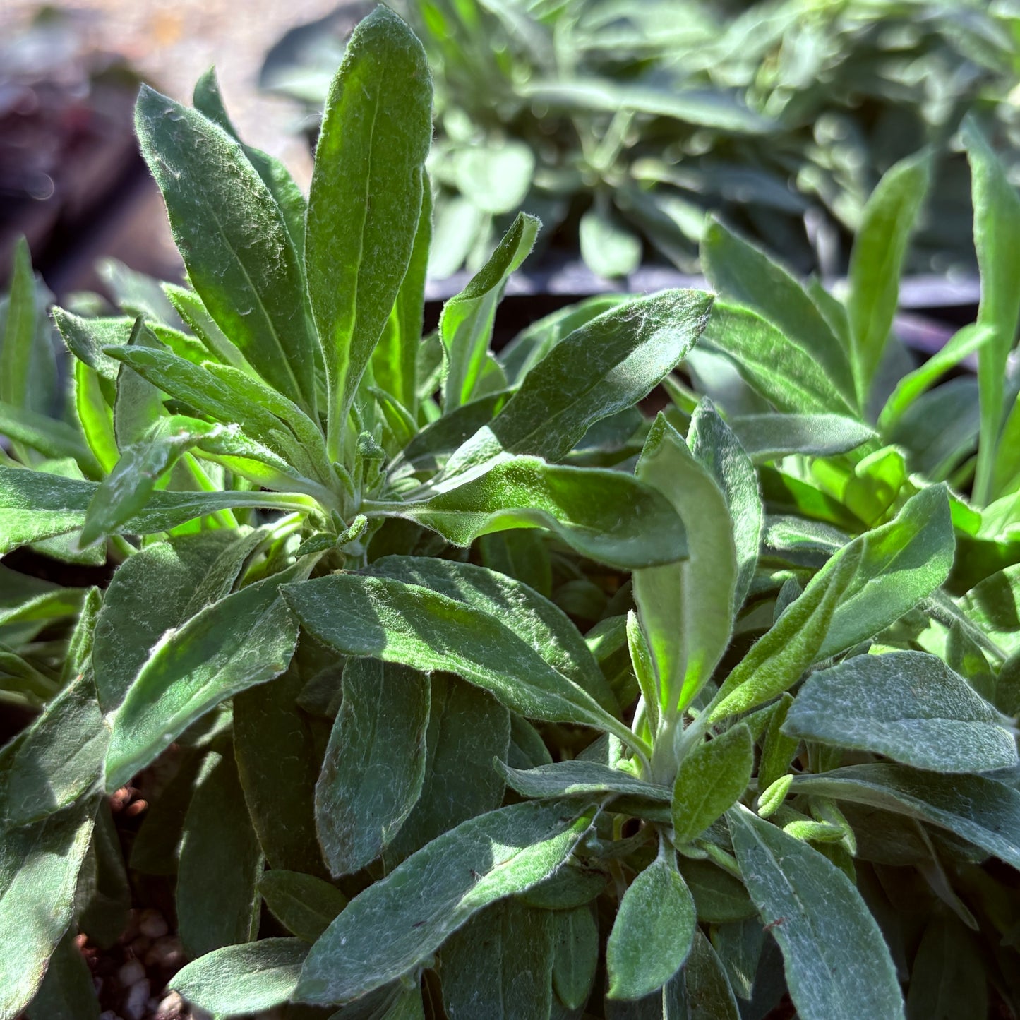 *RETAIL - Eriogonum heracleoides