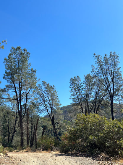 *RETAIL - Pinus sabiniana