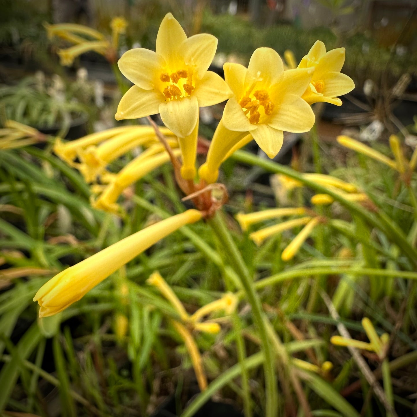 Cyrtanthus mackenii - yellow form