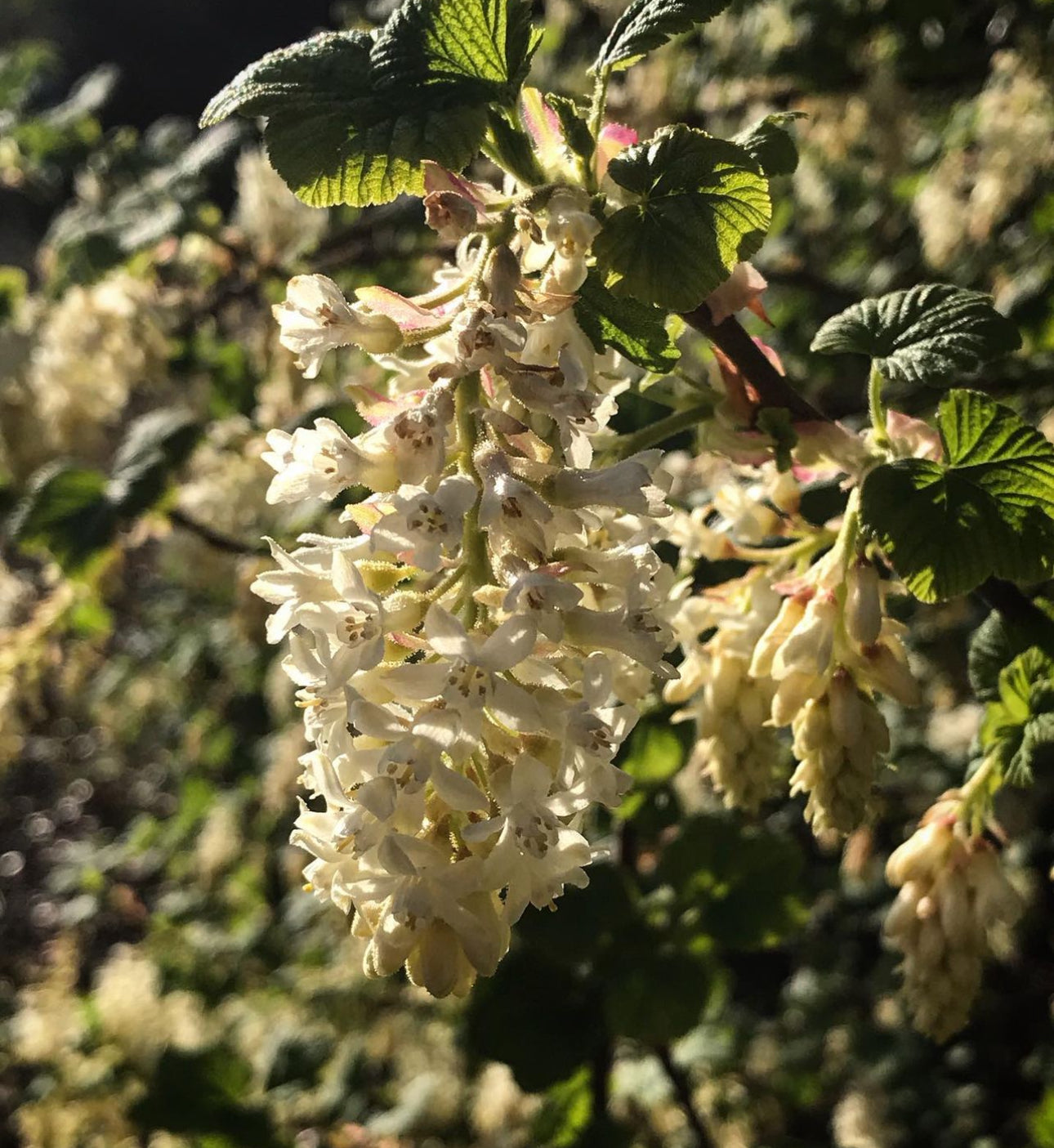 *RETAIL - Ribes sanguineum 'Sean's Best White'