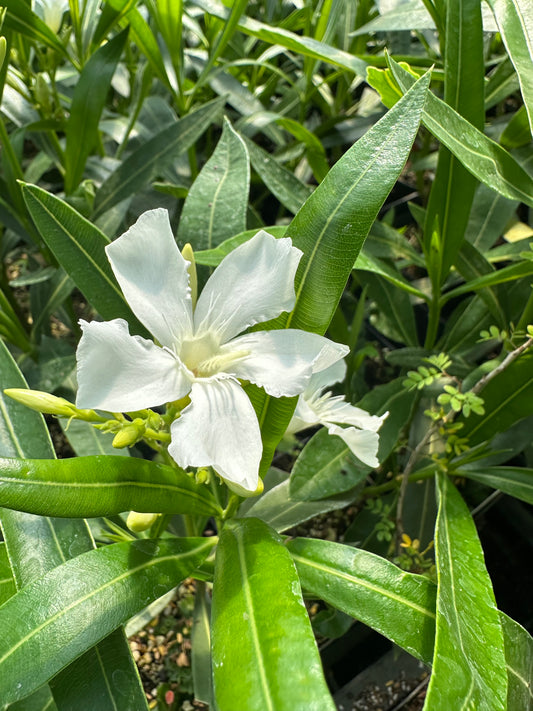 Nerium oleander 'Hardy White'