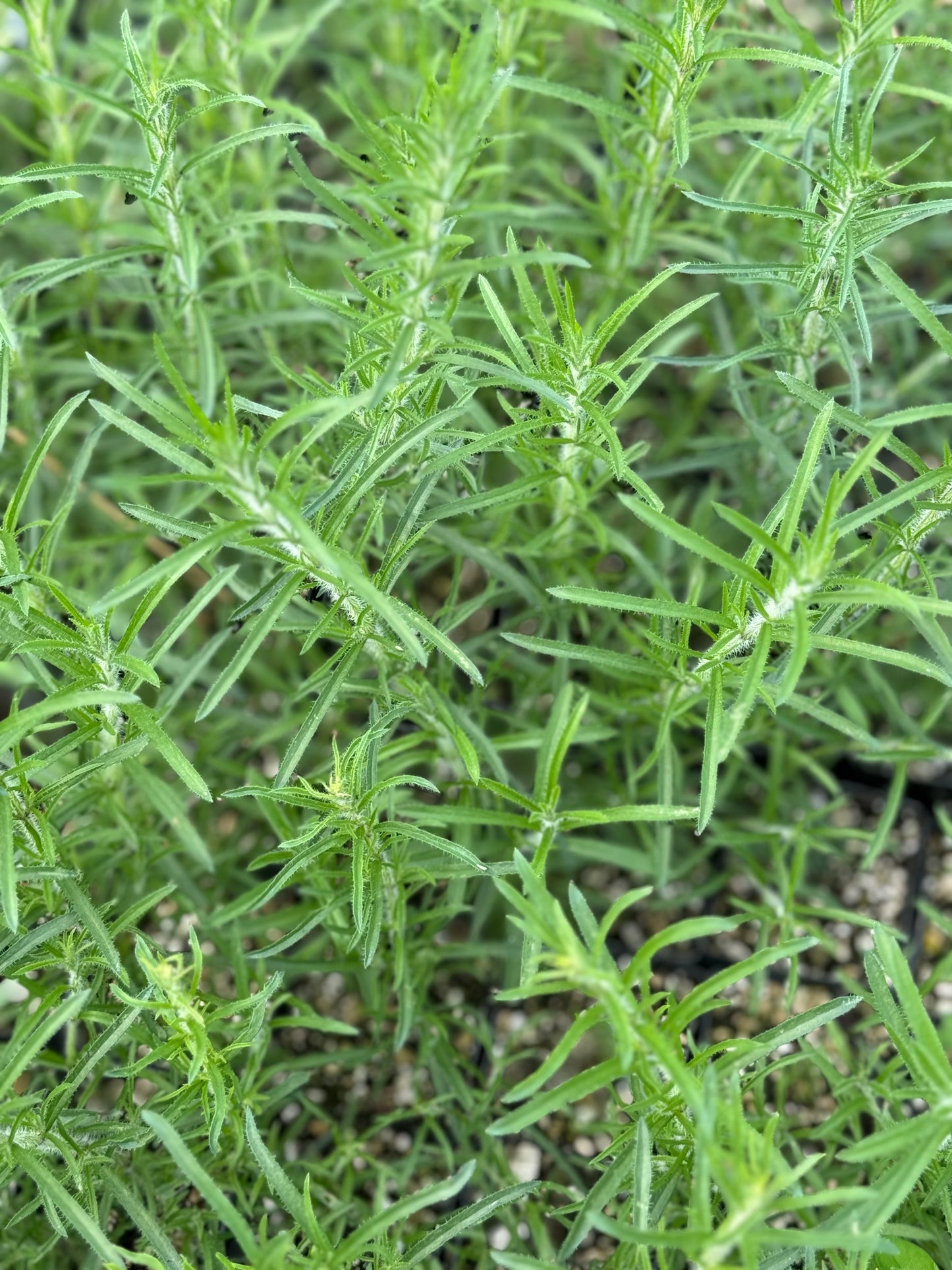 Salvia reptans