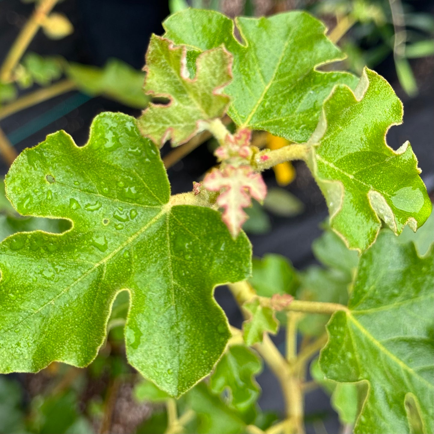 *RETAIL - Fremontodendron 'California Glory'