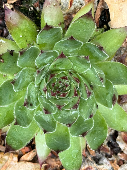 Sempervivum 'Purdy'