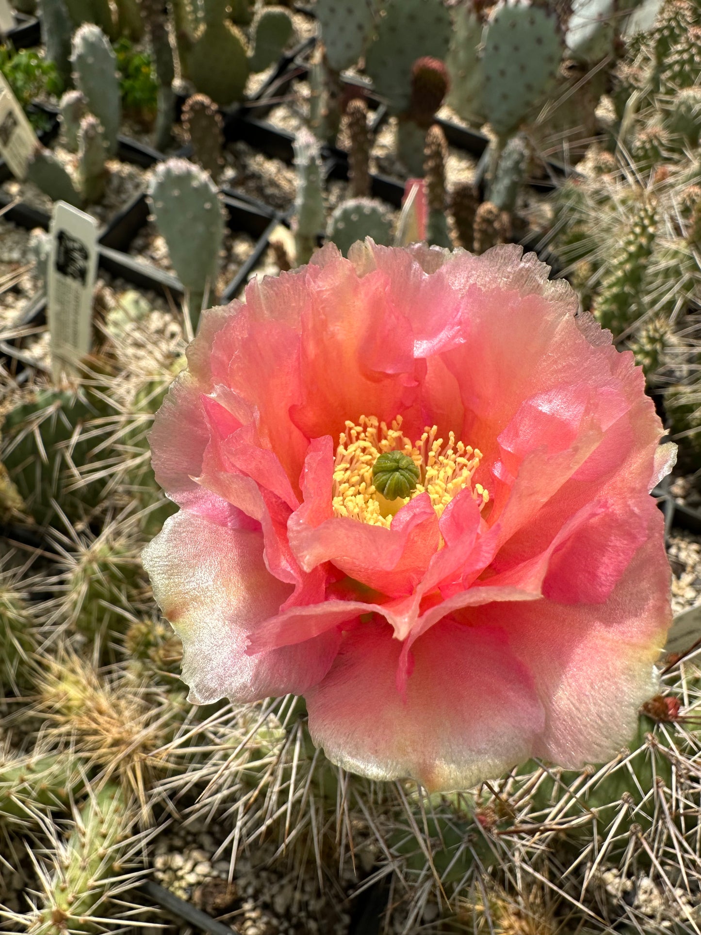 Opuntia erinacea var. columbiana 'McNary'