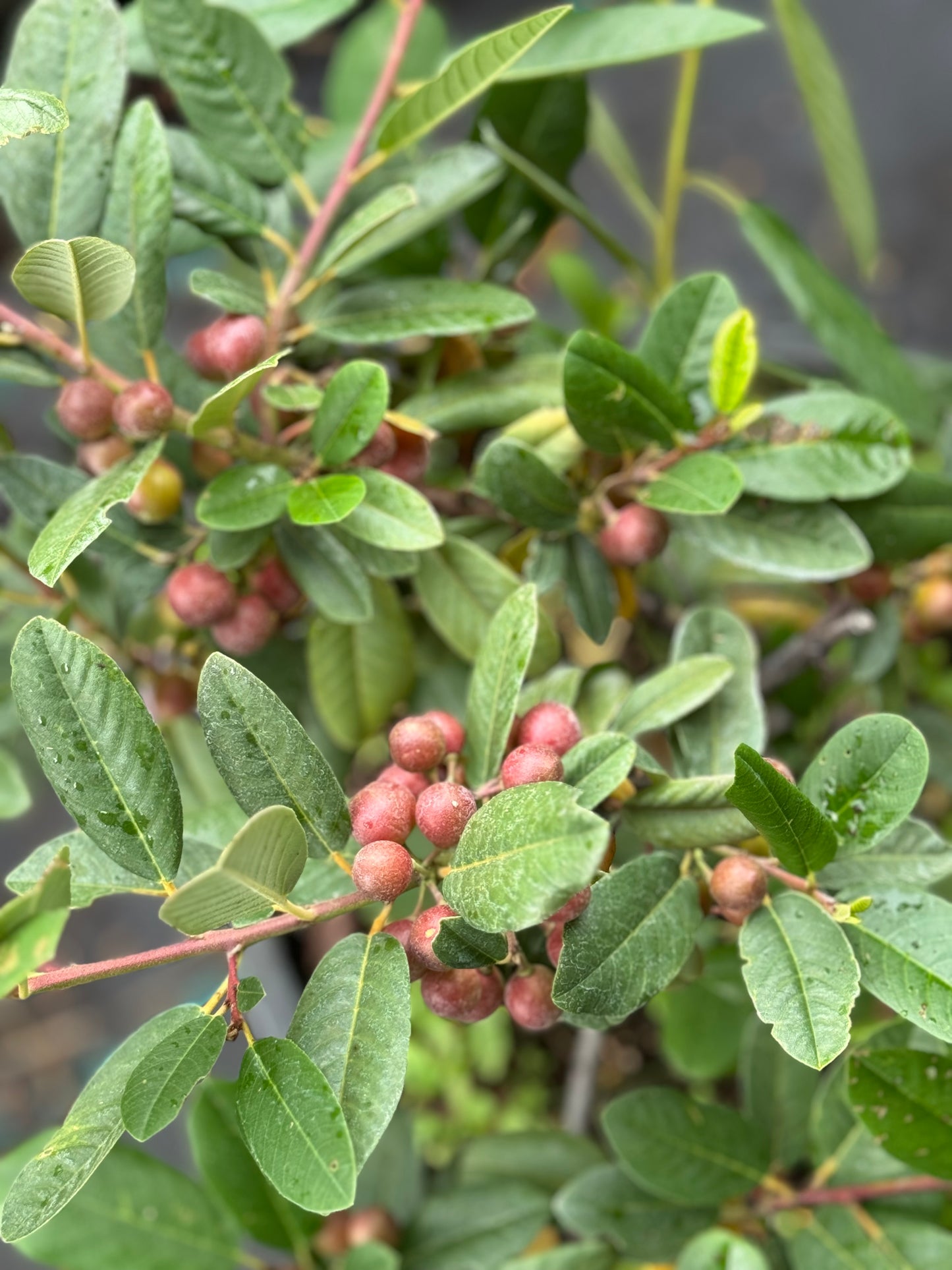 *RETAIL - Rhamnus californica 'Eve Case'