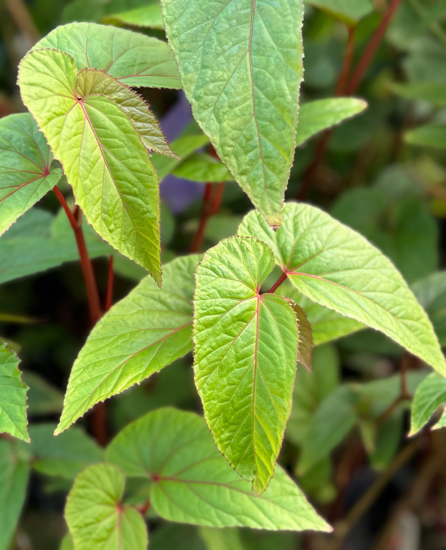 Begonia longifolia AIVT 213