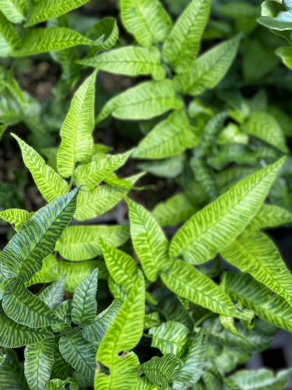 *RETAIL - Coniogramme emeiensis 'Golden Zebra'