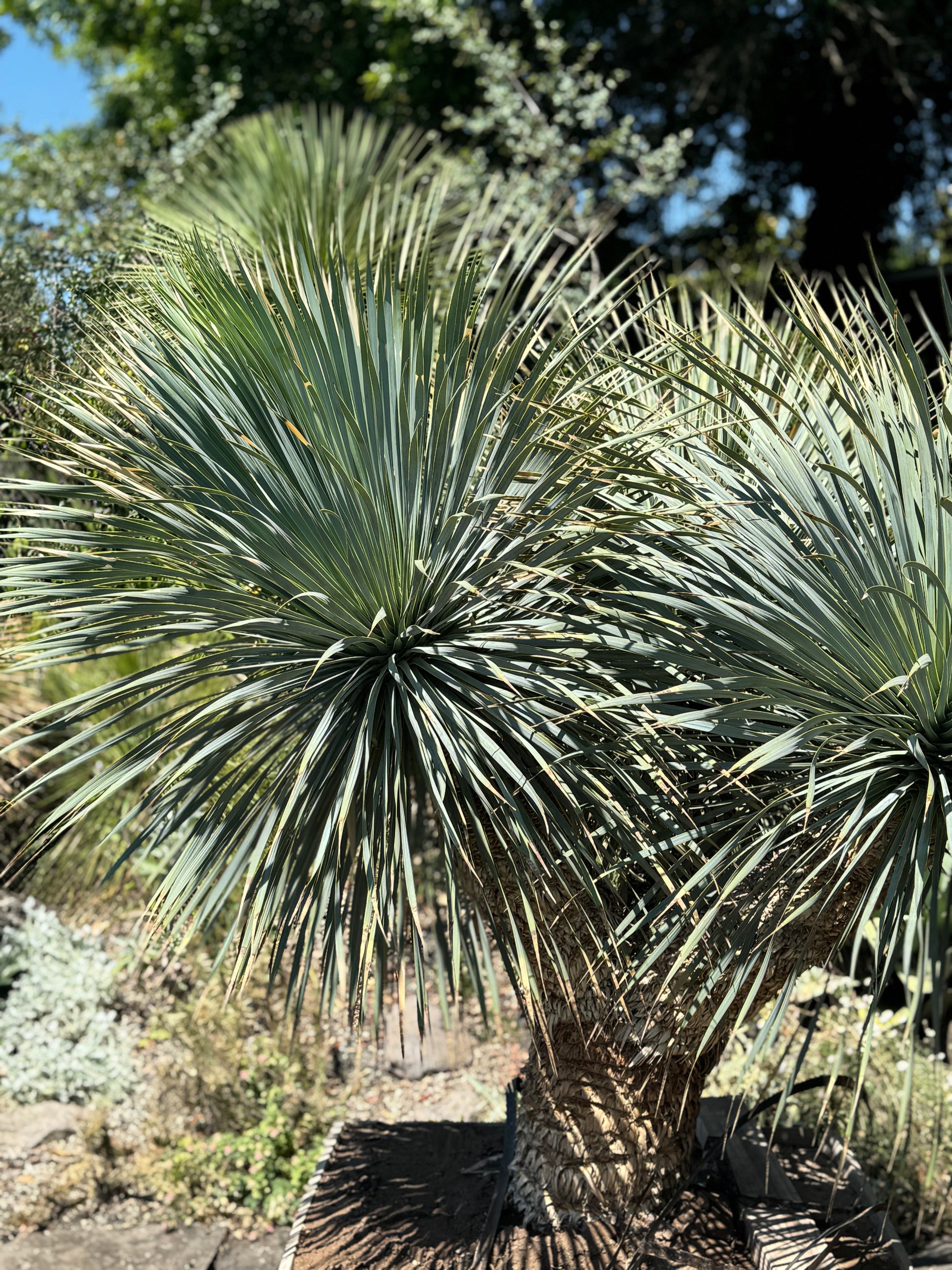 where can i buy a yucca plant RETAIL - Yucca rostrata
