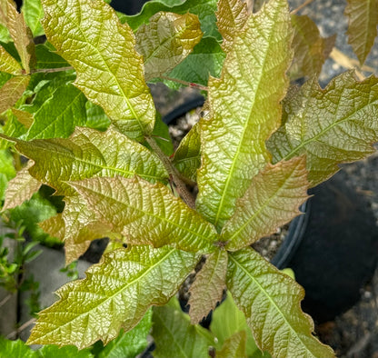 *RETAIL - Quercus rysophylla 'JF GDN'