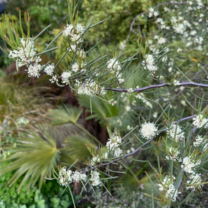 *RETAIL - Hakea lissosperma