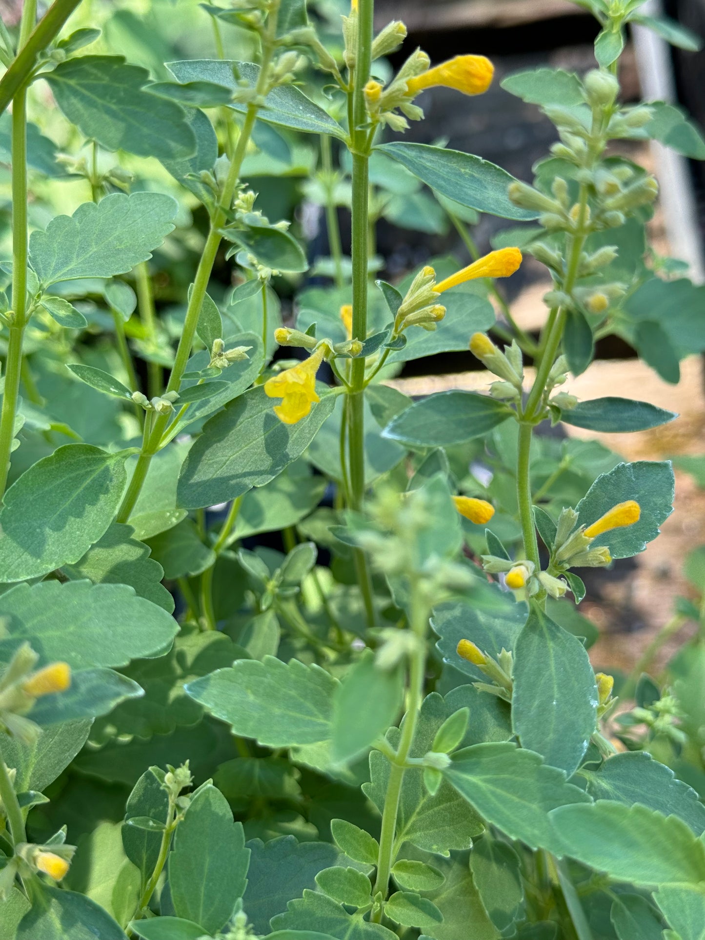 *RETAIL - Agastache 'Arizona™ Sun’