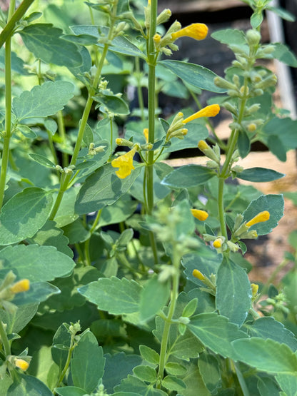 *RETAIL - Agastache 'Arizona™ Sun’