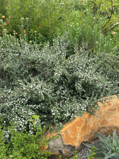 *RETAIL - Cotoneaster hodjingensis