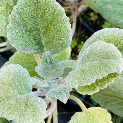 Salvia cyanescens
