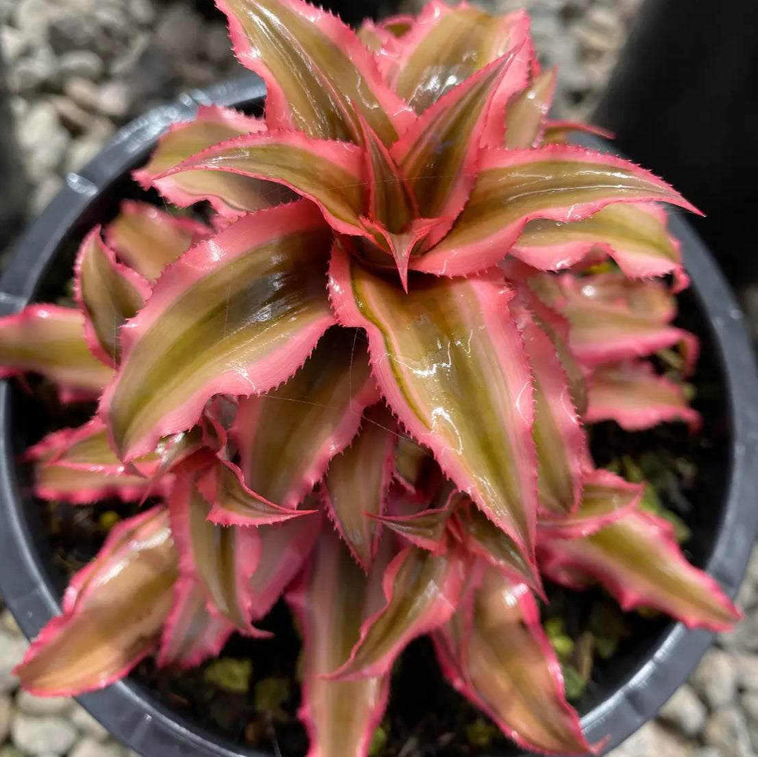 *RETAIL - Cryptanthus 'Pink Starlight'