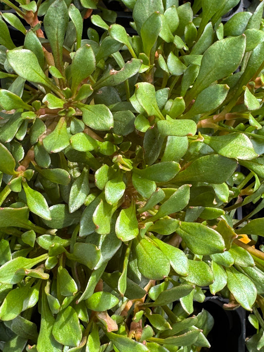 *RETAIL - Montia 'Vulcan'