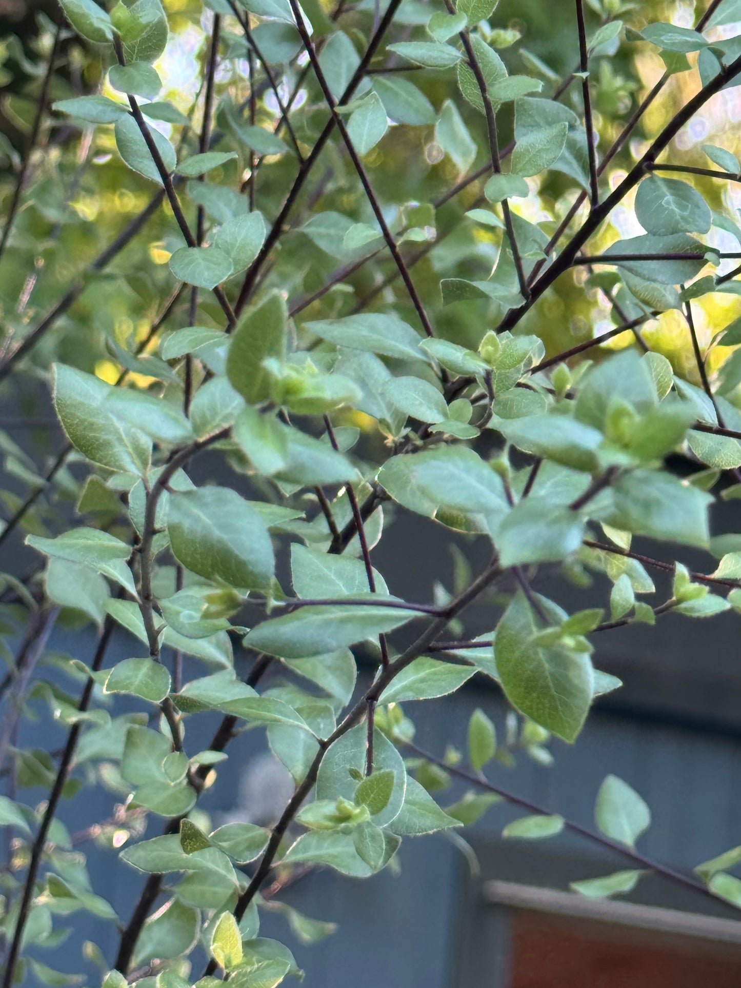 *RETAIL - Pittosporum tenuifolium 'Oliver Twist'