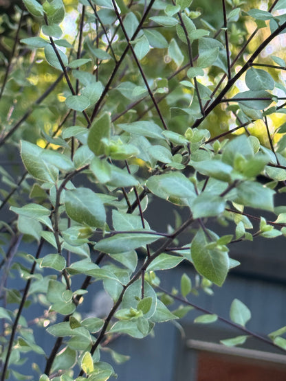 *RETAIL - Pittosporum tenuifolium 'Oliver Twist'
