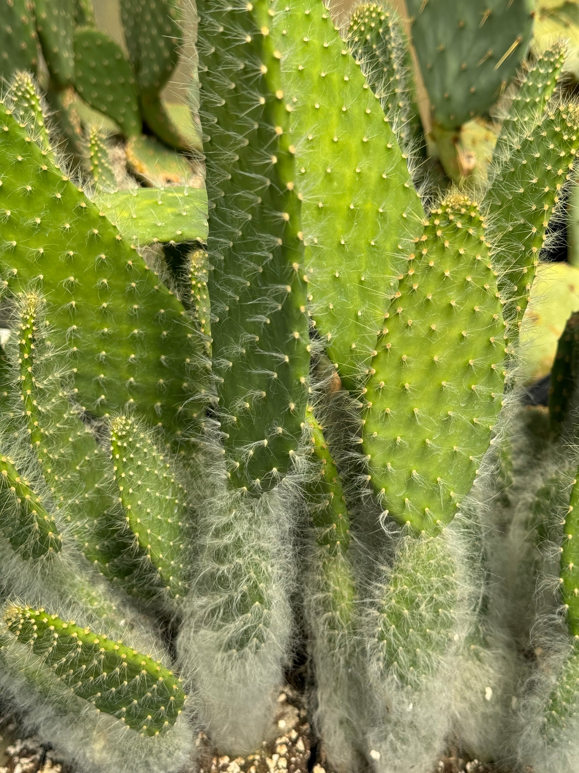 Opuntia 'Snow White'  Cistus Nursery