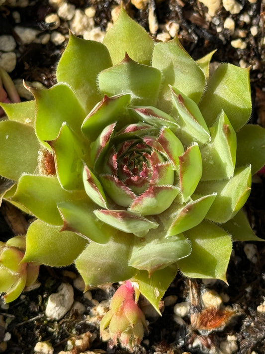 Sempervivum 'Ineke'