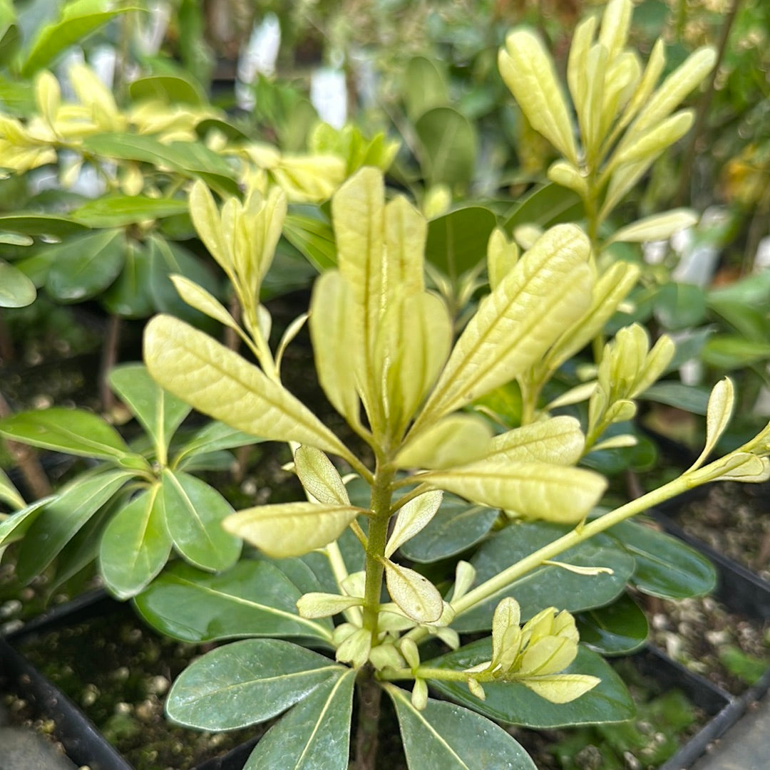 Pittosporum tobira 'Dr. Yakoi’