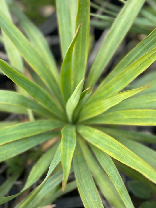 *RETAIL - Yucca recurvifolia 'Sage Stripes'