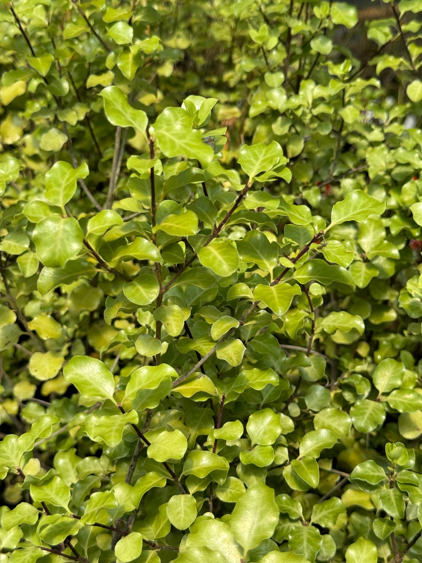 *RETAIL - Pittosporum tenuifolium 'Silver Ruffles'