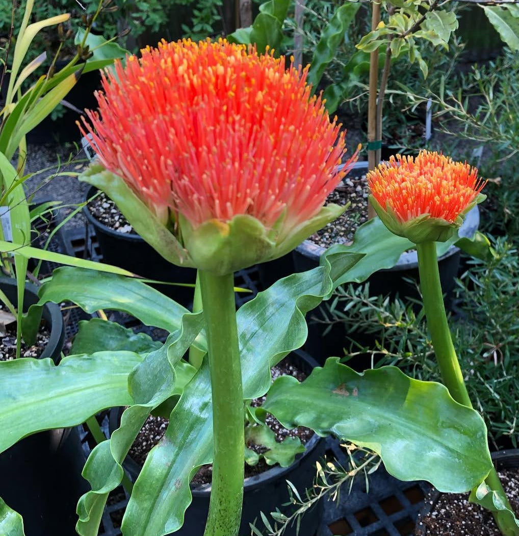 Scadoxus puniceus