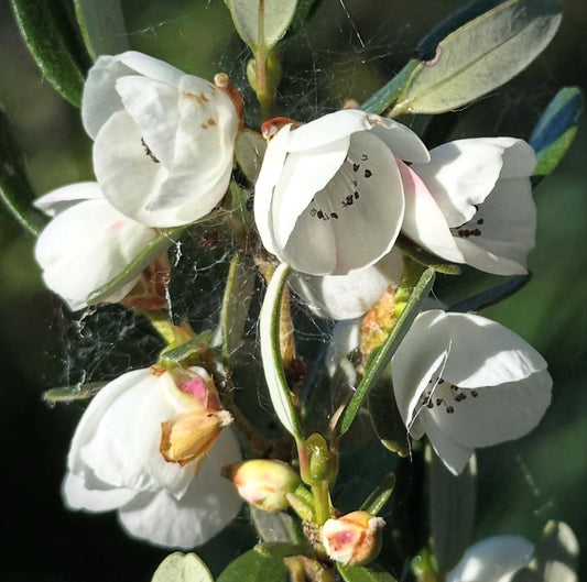 Eucryphia milliganii