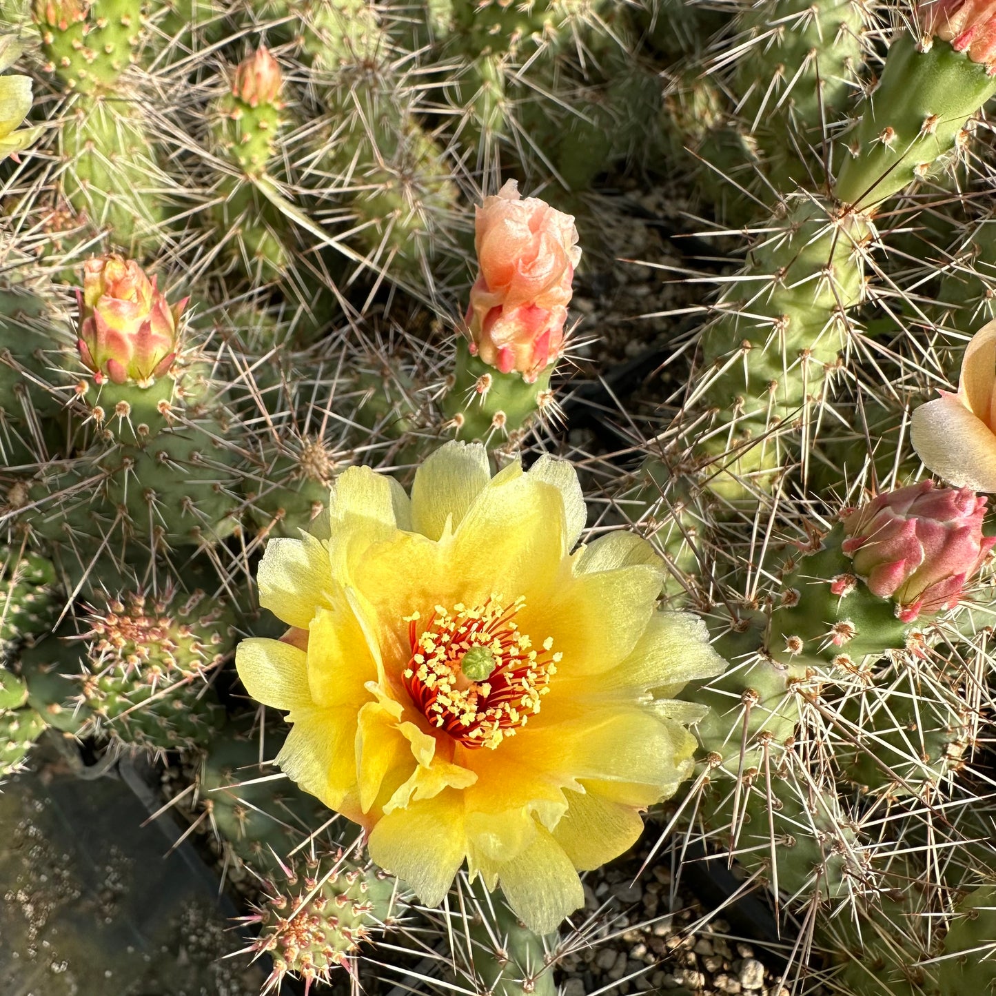 Opuntia polyacantha x fragilis 'Mr. Chunky' - Duchesne, CO