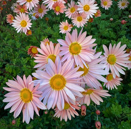 *RETAIL - Chrysanthemum x rubellum 'Clara Curtis'