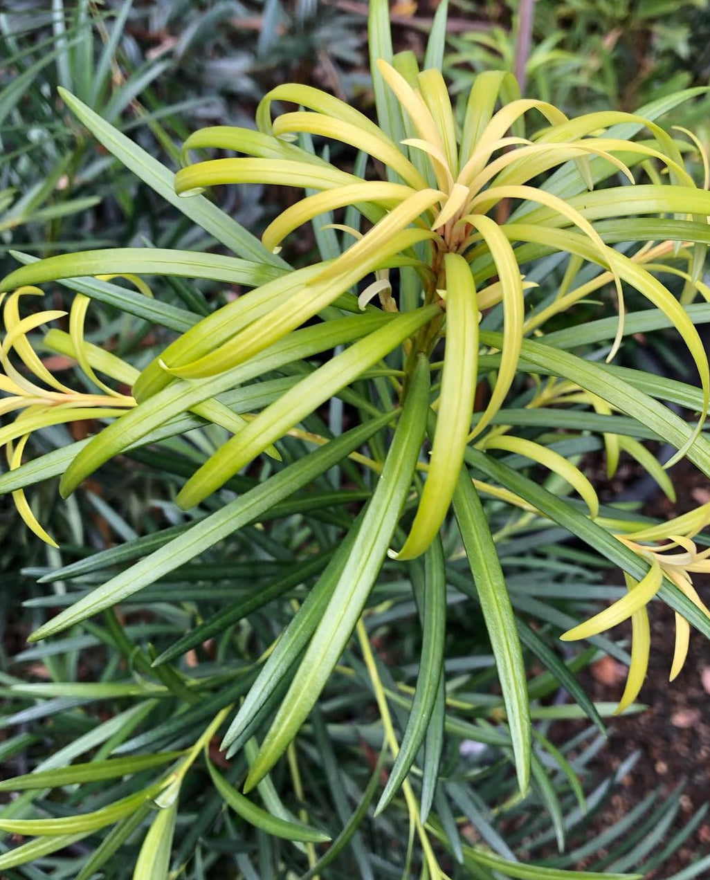 *RETAIL - Pittosporum x 'Maxi’