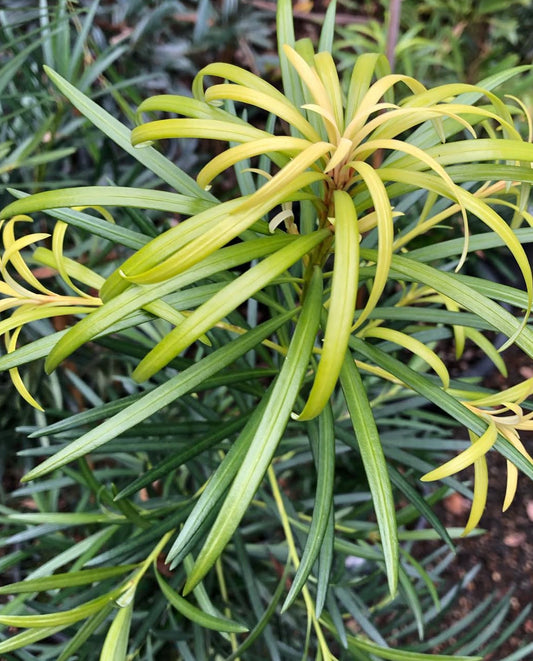 *RETAIL - Pittosporum x 'Maxi’