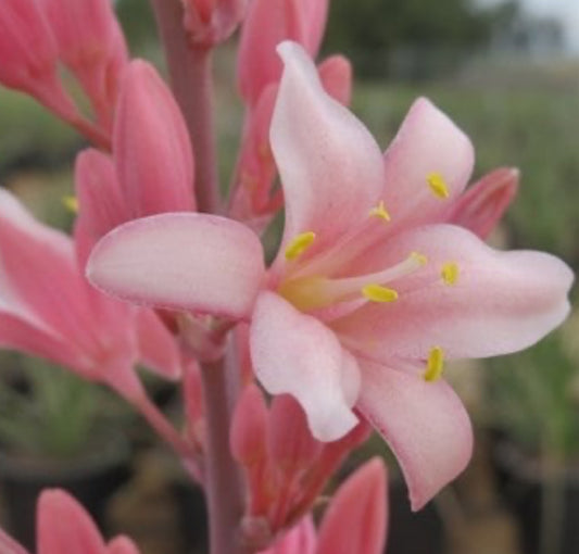 *RETAIL - Hesperaloe parviflora x funifera 'Pink Parade'