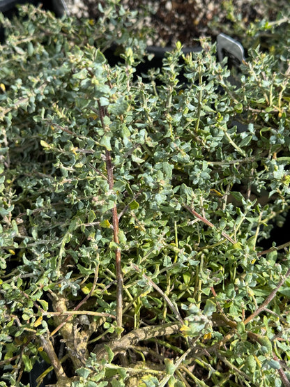 *RETAIL - Baccharis pilularis 'Twin Peaks'