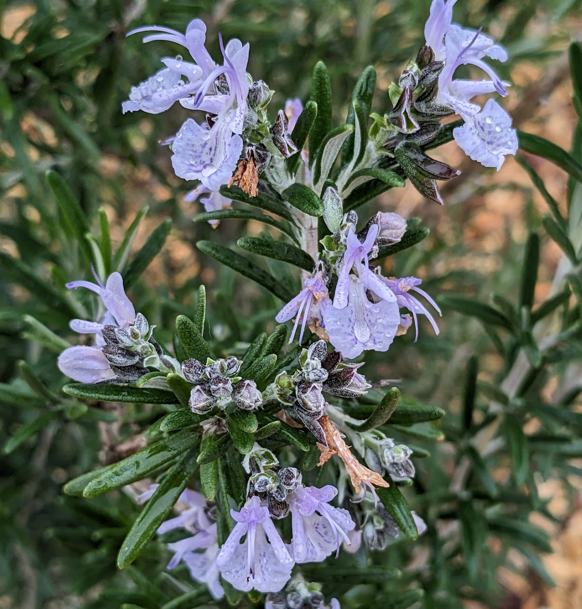 *RETAIL - Rosmarinus officinalis 'Gorizia'