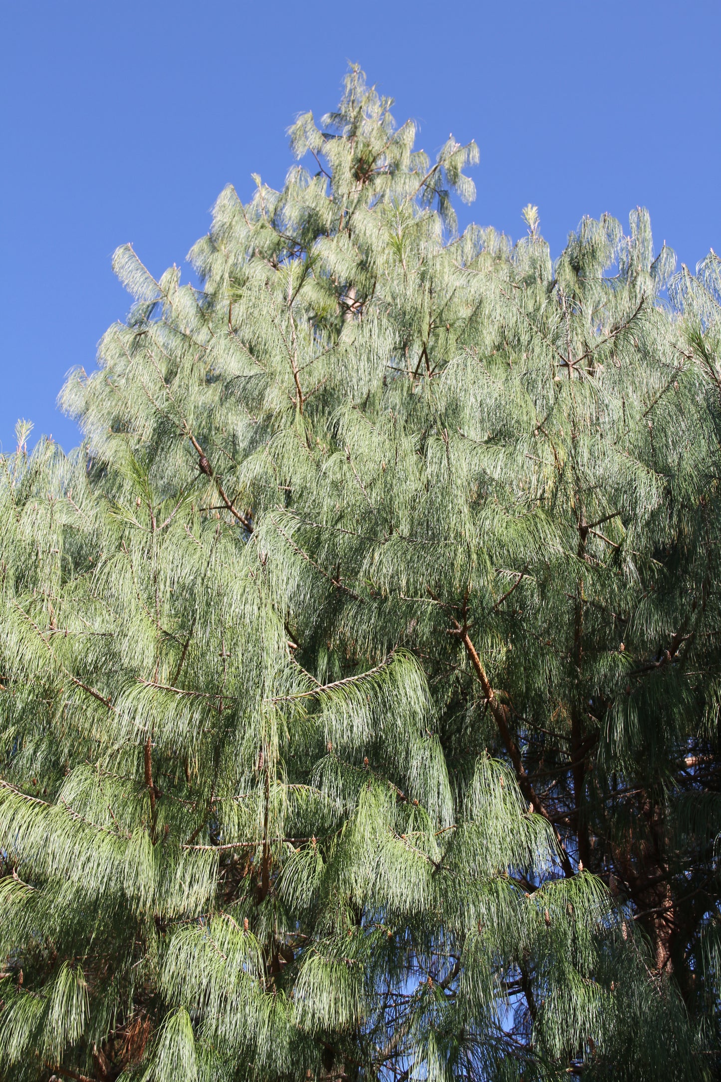 *RETAIL - Pinus patula