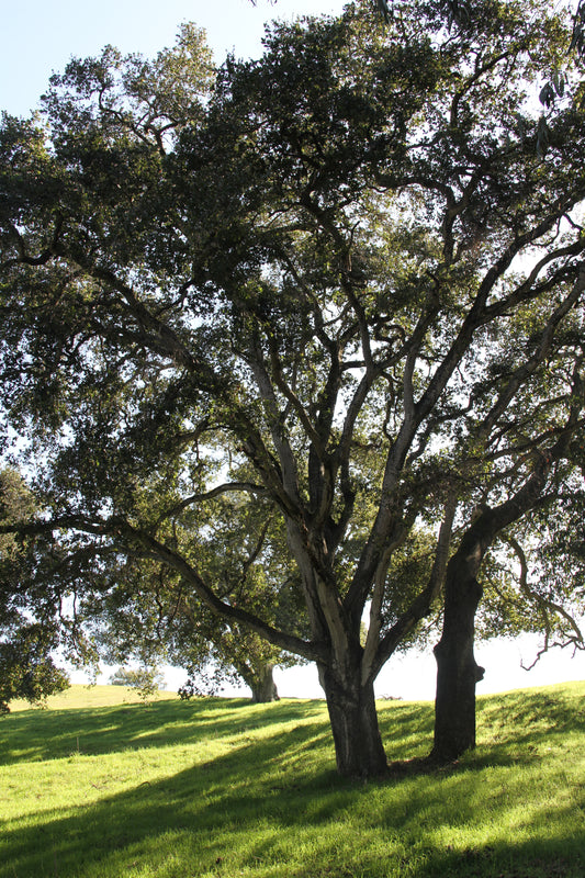 *RETAIL - Quercus agrifolia